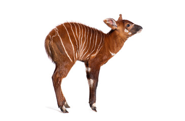 Naklejka premium Young bongo, tragelaphus eurycerus, one month old eastern bongo calf standing on white background