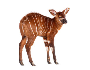 Naklejka premium Young bongo, tragelaphus eurycerus, one month old baby bongo calf standing on white background