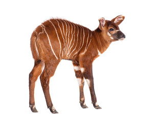 Naklejka premium Young bongo, tragelaphus eurycerus, one month old bongo calf standing with distinctive stripes on white background