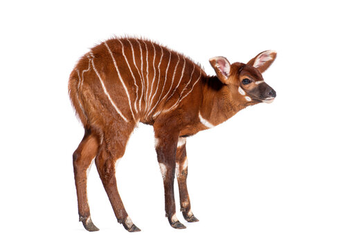 Young bongo, tragelaphus eurycerus, one month old young bongo antelope standing on white background