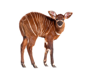 Naklejka premium Young bongo, tragelaphus eurycerus, one month old young bongo looking at camera against white background