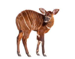 Naklejka premium Young bongo, tragelaphus eurycerus, one month old eastern bongo calf standing on white background