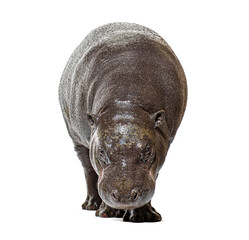 Naklejka premium Pygmy hippopotamus looking at camera, one year old animal