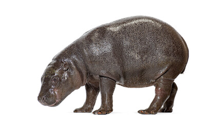 Naklejka premium One year pygmy hippopotamus walking on white background