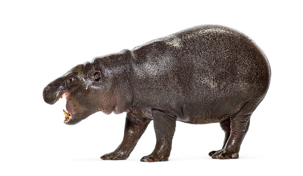 Pygmy hippo calf standing on white background