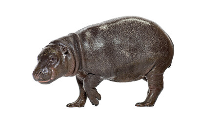 Naklejka premium Pygmy hippopotamus walking on white background