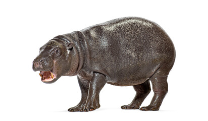 Naklejka premium Pygmy hippopotamus standing profile with mouth open