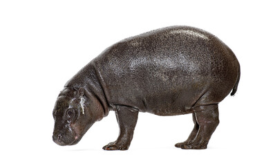 Naklejka premium Pygmy hippo young animal standing on white background