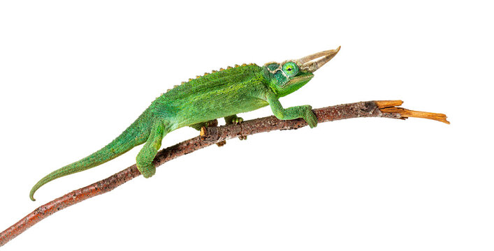 Jackson's horned chameleon perching on bare branch