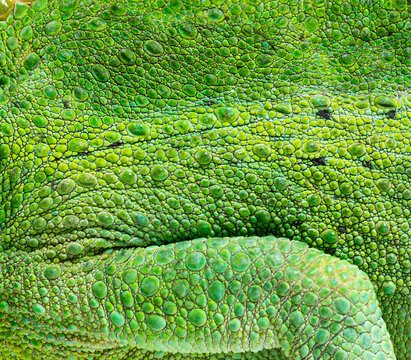 Jackson's horned chameleon scales showing vibrant green texture