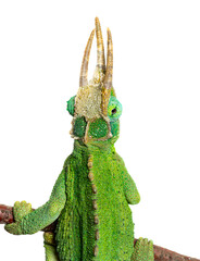 Naklejka premium Jackson's horned chameleon perching on a branch