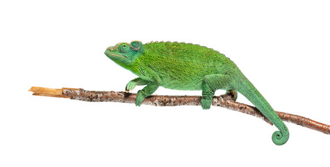 Jackson's horned chameleon female crawling on branch © Eric Isselée