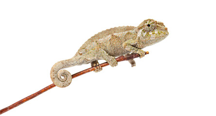 Young jackson's horned chameleon resting on a branch © Eric Isselée