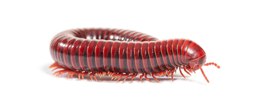Mozambique red fire millipede centrobolus species