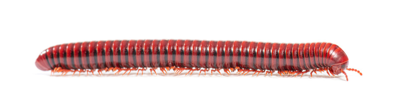 Red fire millipede crawling presenting segmented body
