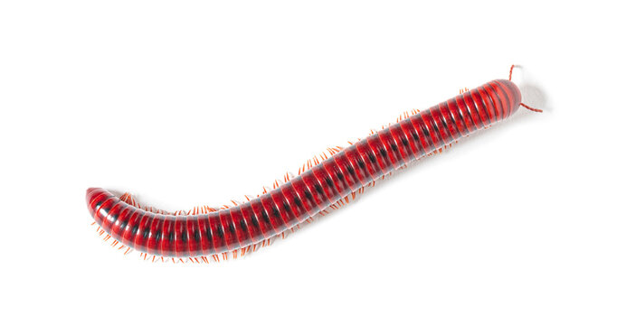 Mozambique red fire millipede crawling white background