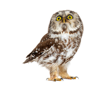 Boreal owl standing looking at camera on white
