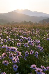 Obraz premium Expansive Hokkaido restoration meadow with dewdrops