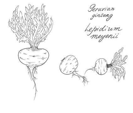 Hand drawn sketch of Lepidium meyenii, known as maca or Peruvian ginseng, is an edible herbaceous biennial plant of the family Brassicaceae that is native to South America in the high Andes mountains 