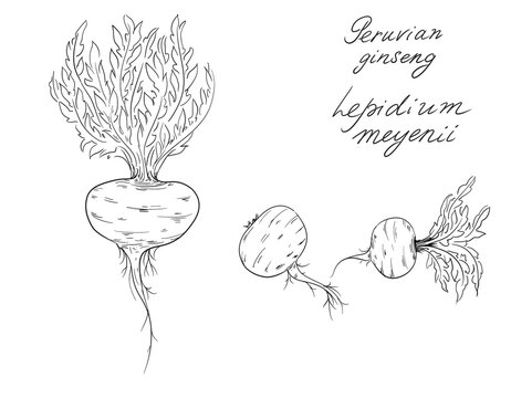 Hand drawn sketch of Lepidium meyenii, known as maca or Peruvian ginseng, is an edible herbaceous biennial plant of the family Brassicaceae that is native to South America in the high Andes mountains 