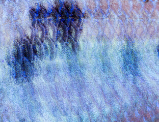 Blue dolphin cichlid fish scales full frame © Eric Isselée