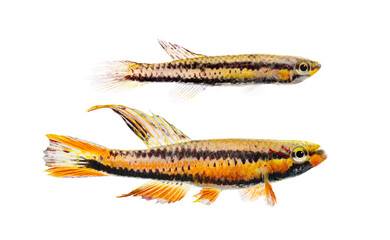 Fototapeta premium Aphyosemion bitaeniatum fish species swimming