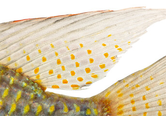 Schwebisch's tilapia dorsal and caudal fins detail © Eric Isselée