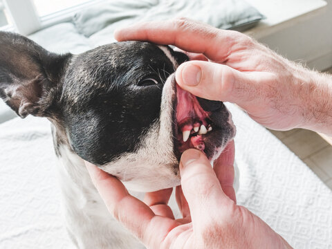 Caring owner checking a dog's teeth and gums at home. Close-up: male hands opening the dog's mouth for inspection. Pet healthcare, veterinary care and hygiene. Ideal for animal wellness content