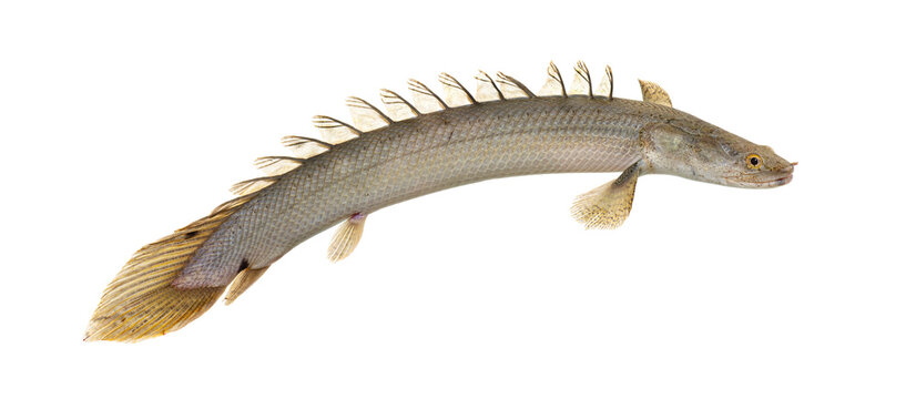 Polypterus bichir nile bichir primitive aquatic fish isolated