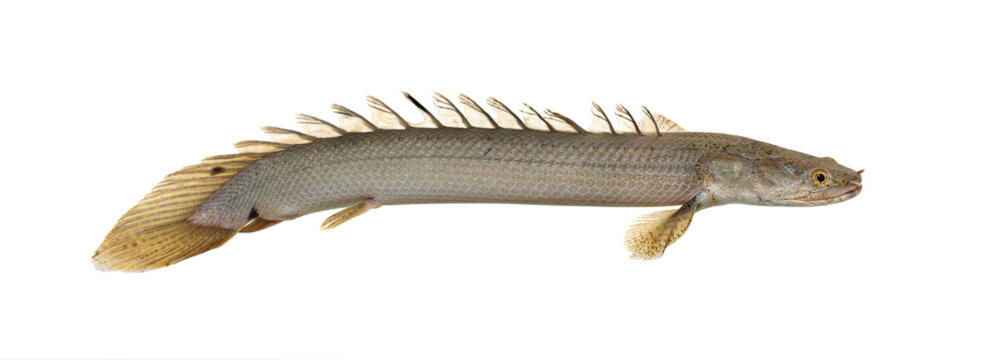 Polypterus bichir swimming isolated on white background