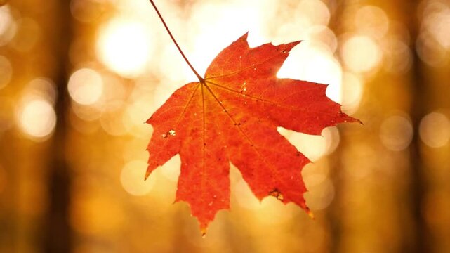 Red maple leaf glowing in warm sunlight with a soft autumn background