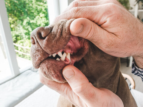 Caring owner checking a dog's teeth and gums at home. Close-up: male hands opening the dog's mouth for inspection. Pet healthcare, veterinary care and hygiene. Ideal for animal wellness content