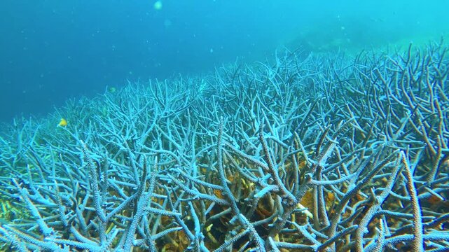 slow motion view of blue lavender finger branching Staghorn corals with particle flowing in the water at Siete Pecados Marine Park Coron Philippines