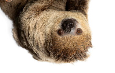 Southern two toed sloth hanging upside down looking © Eric Isselée