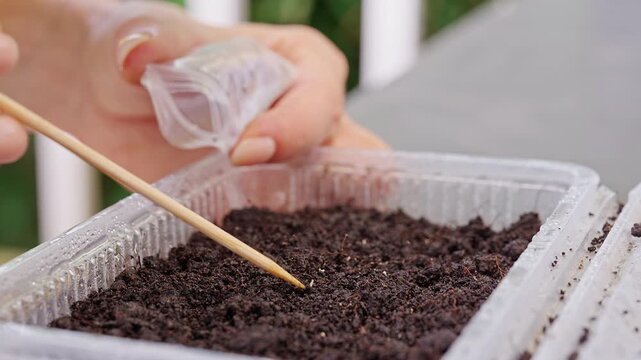 Hands Use a Wooden Stick to Sow Seeds in a Soil Filled Tray, Supporting Home Gardening, Plant Growth and Sustainable Living