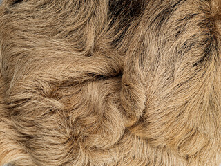 Fototapeta premium Southern two toed sloth fur showing natural texture