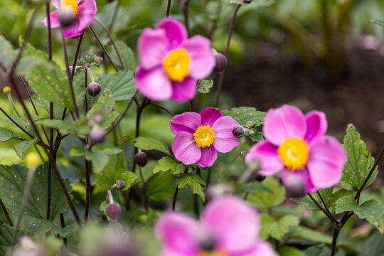 Pink Anemone Flower (September Charm)