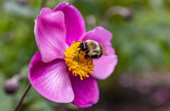 Pink Anemone Flower (September Charm) with Bumblebee