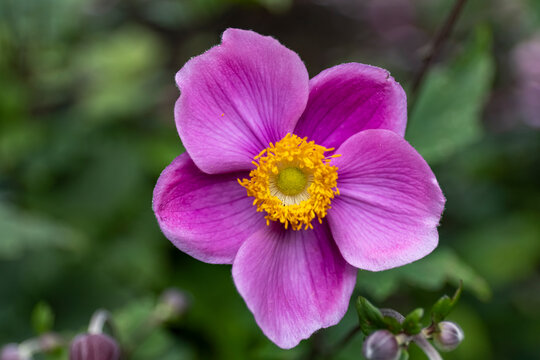 Pink Anemone Flower (September Charm)