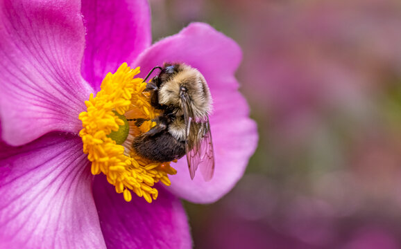 Pink Anemone Flower (September Charm) with Bumblebee