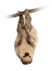 Two toed sloth hanging upside down on branch © Eric Isselée
