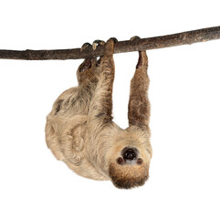 Fototapeta premium Linnaeuss two toed sloth hanging upside down on branch