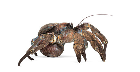 Obraz premium Coconut crab, birgus latro, walking isolated on white