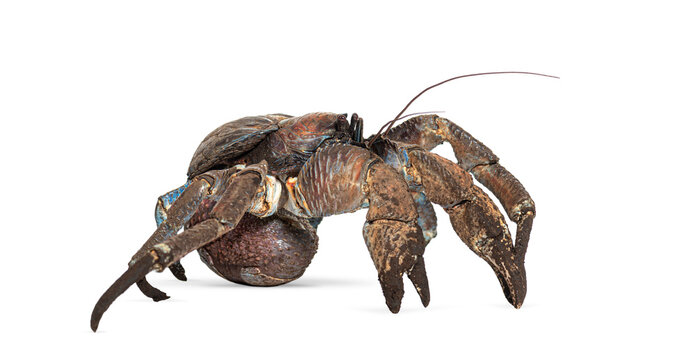 Coconut crab, birgus latro, walking isolated on white