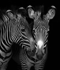 two Grey Zebra from a breeding program.  © beth
