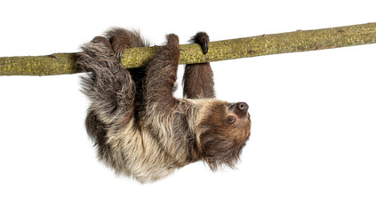 Two toed sloth hanging upside down on branch © Eric Isselée