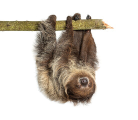 Linnaeus's two toed sloth hanging from branch © Eric Isselée