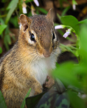 chipmunk close up
