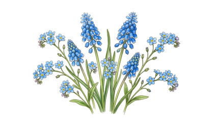 Fototapeta premium Watercolor illustration of blue forget me not flowers