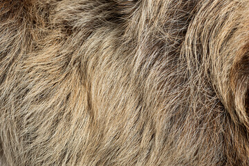 Fototapeta premium Sloth fur details showing unique shaggy texture